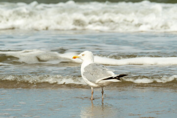 Seagull standing on the beach with ocean waves in background