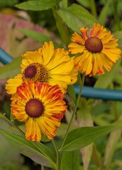 Hybrid helenium in red-yellow shades in the garden.