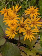 Bright yellow flowers of the toothed ligularia in the garden.