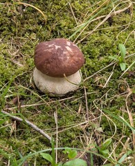 A small white mushroom in a forest clearing.