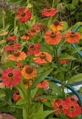 Helenium chelsea in red-orange shades in the garden.