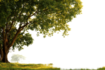 Lush green trees casting shade on a grassy field