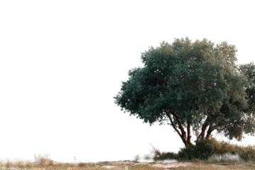 A solitary tree stands on a field