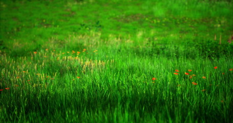 A vibrant green meadow stretches under a clear sky, dotted with clusters of wildflowers. The scene captures the freshness of spring, showcasing natures beauty and tranquility.