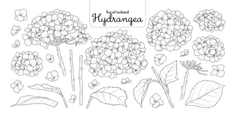 Hydrangea flower set isolated on transparent background, Botanical illustration in black outline and white plain hand-drawn style.