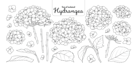 Hydrangea flower set isolated on transparent background, Botanical illustration in black outline and white plain hand-drawn style. © Plawarn