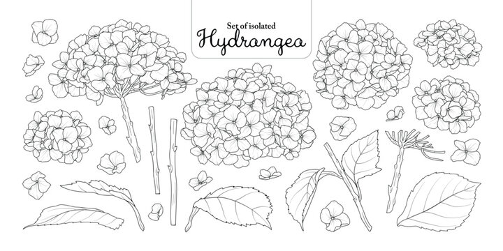Hydrangea flower set isolated on transparent background, Botanical illustration in black outline and white plain hand-drawn style.