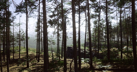 Obraz premium Tall pine trees create a serene atmosphere as sunlight filters through the branches. Soft moss carpets the ground, highlighting the forests peaceful beauty. A distant rock formation adds intrigue.