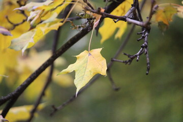 yellow autumn leaves