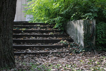 Obraz premium stairs in the forest