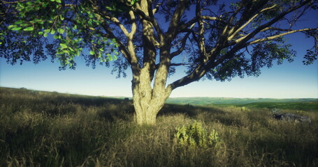 Fototapeta premium A tall, majestic tree stands alone in a lush green field during dusk, surrounded by vibrant natural scenery. The soft light creates a serene atmosphere.