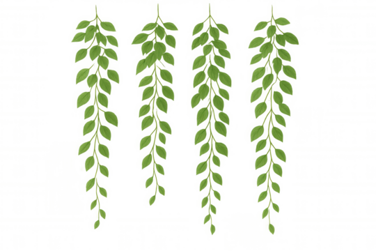 Verdant leafy branches suspended, forming organic decorative frame against clean transparent backdrop