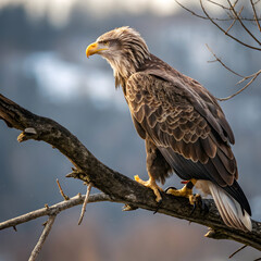 Obraz premium Beautiful hawk in nature