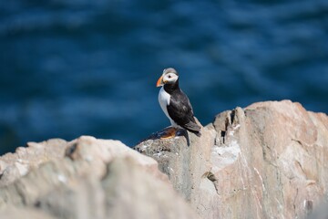 atlantic puffin on a rock