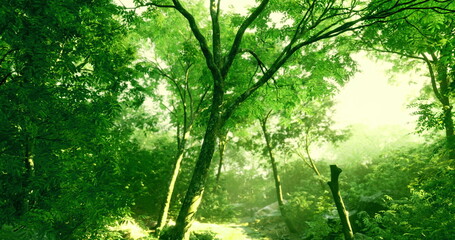 Sunlight streams through the dense foliage of a vibrant forest, illuminating the rich greenery. The thick trees create a serene atmosphere, inviting exploration.