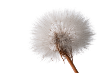 Close-up of a dandelion seed head (57)
