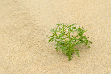 Cakile maritima, european searocket growing on sand