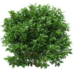 Obraz premium Photo of green leafy bush isolated on transparent background