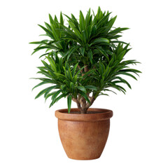Photo of a green potted plant isolated on a transparent background
