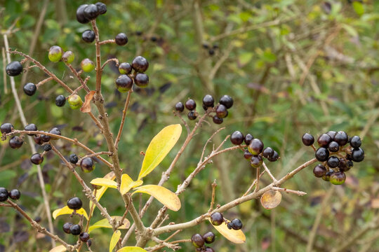 Branch of common privet showing black berries and autumn leaves in a garden