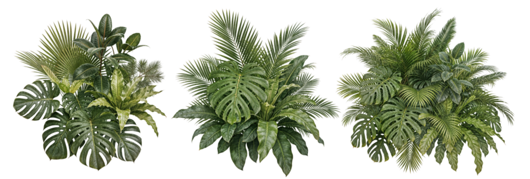 Collection of green leaves of tropical plants bush (Monstera, palm, rubber plant, pine, bird's nest fern). PNG, cutout, or clipping path.	
