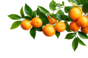 Fresh citrus fruit cluster on a branch