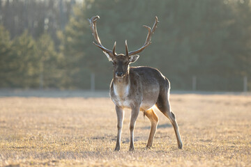 Golden Light Casts Noble Glow on Lone Stag in Forest Meadow