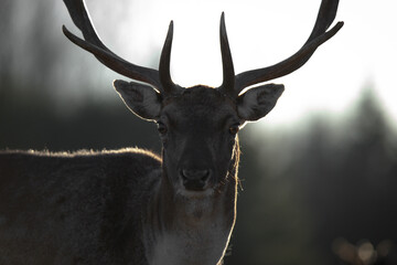 Mysterious Stag Gazing into the Lens under Gentle Backlight