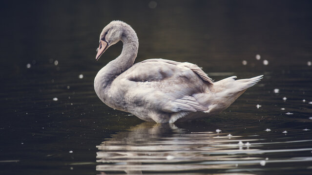 Tranquil Captivating Swan Serenity Lake Portrait Beautiful Aquatic Bird Wildlife