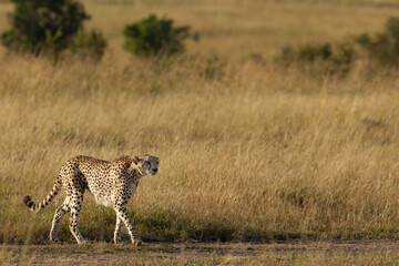 A cheetah walking in the savanah grassland, Masai Mara, Kenya