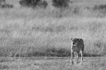 Highkey image of cheetah moving in the savanah, Masai mara, Kenya