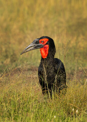 Portrait of a Southern ground hornbill in the grassland of Masai Mara, Kenya