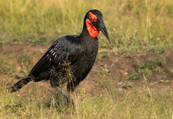 Southern ground hornbill with beautiful eye lace, Masai Mara, Kenya