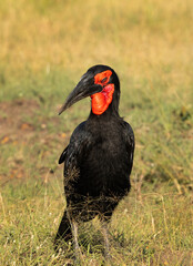 Portrait of a Southern ground hornbill, Masai Mara, Kenya