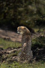 Portrait of a cheetah in the wooded forest of Masai Mara, Kenya