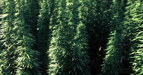 Vibrant green plants grow closely together, basking in the sunlight. The lush foliage creates a refreshing atmosphere, ideal for relaxation and contemplation in nature.