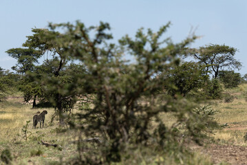 A cheetah in the wooded forest of Masai Mara, Kenya