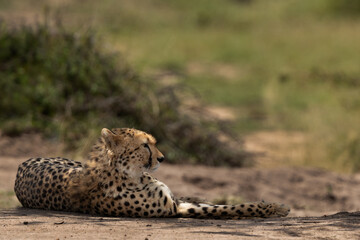 A cheetah resting under tree in the wooded forest of Masai Mara, Kenya