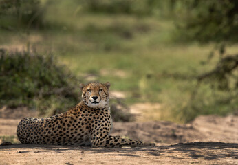 Portrait of a cheetah in the wooded forest of Masai Mara, Kenya