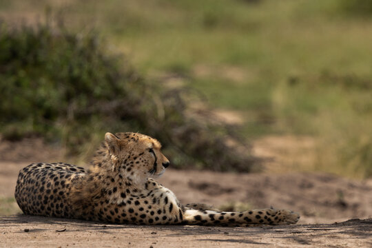 A cheetah resting under tree in the wooded forest of Masai Mara, Kenya - Powered by Adobe