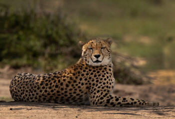 Portrait of a cheetah at Masai Mara, Kenya