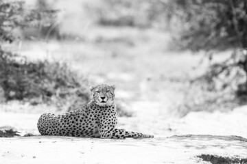 A cheetah in the wooded forest of Masai mara, Kenya