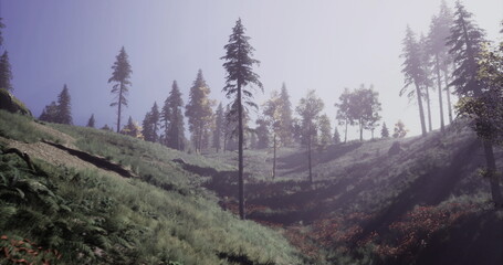 A serene hillside landscape shows tall evergreen trees surrounded by lush greenery. Soft morning light filters through the trees, highlighting the natural beauty of the scene.