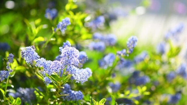 Ceanothus Shrub blooming in summer garden, close up. California lilac flowers. Ceanothus bush in garden design, blue flowers, macro shot. Slow motion 