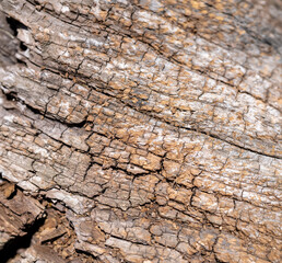 Dry Cracked Wooden Surface Texture