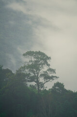 Beautiful morning landscape with big trees in the mist on top of Phu Chi Dao mountain, rural area in Chiang Rai, northern Thailand.