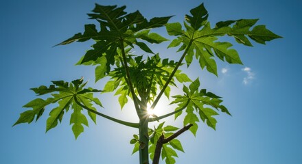 Papaya tree leaves against a bright blue sky with the sun shining through them