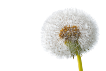 Close-up of a dandelion seed head (4)