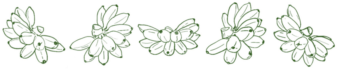 Hand Drawn Banana Bunch Line Art Illustration for Tropical Fruit and Food Design