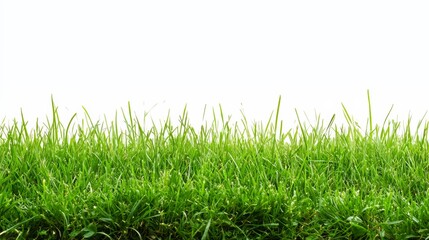 Obraz premium Field of green grass with no other objects in the image. The grass is lush and vibrant, creating a peaceful and serene atmosphere